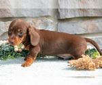 Small Photo #11 Dachshund Puppy For Sale in NAPPANEE, IN, USA