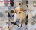 Small Photo #6 Goldendoodle (Miniature) Puppy For Sale in MILWAUKEE, WI, USA