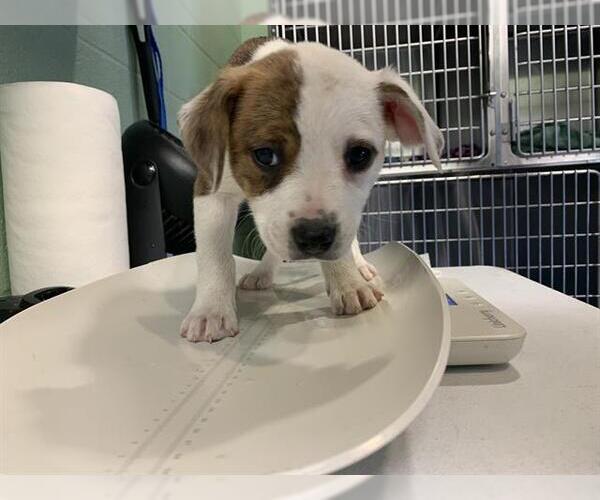 Medium Photo #1 Australian Shepherd-Unknown Mix Puppy For Sale in Grand Prairie, TX, USA