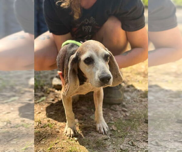Medium Photo #4 Beagle Puppy For Sale in New York, NY, USA