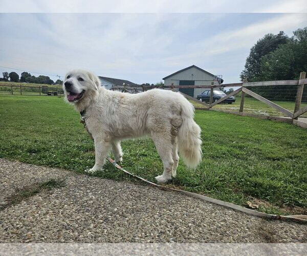 Medium Photo #5 Great Pyrenees Puppy For Sale in Croydon, NH, USA