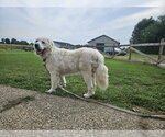 Small Photo #5 Great Pyrenees Puppy For Sale in Croydon, NH, USA