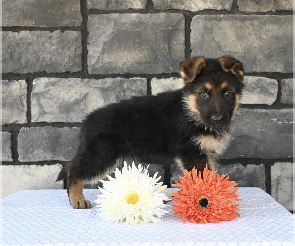Medium Photo #3 German Shepherd Dog Puppy For Sale in MILLERSBURG, OH, USA