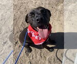Small #3 Labrador Retriever Mix