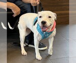 Small Photo #7 American Pit Bull Terrier-Unknown Mix Puppy For Sale in Spring Lake, NJ, USA