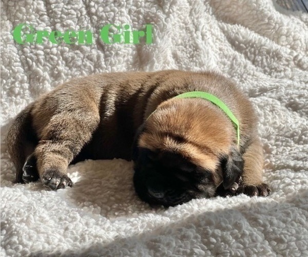 Medium Photo #12 Mastiff Puppy For Sale in BIXBY, OK, USA