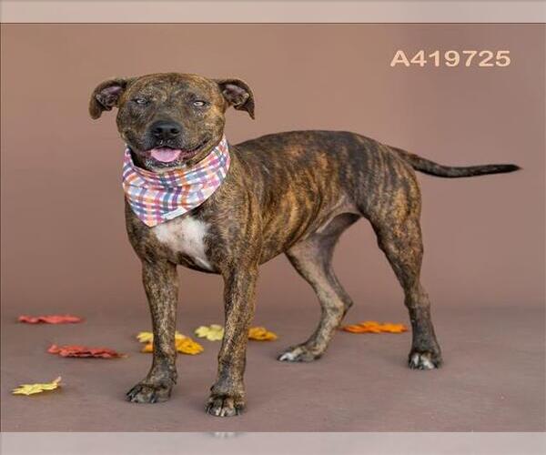 Medium Photo #1 Boxer-Plott Hound Mix Puppy For Sale in Conroe, TX, USA