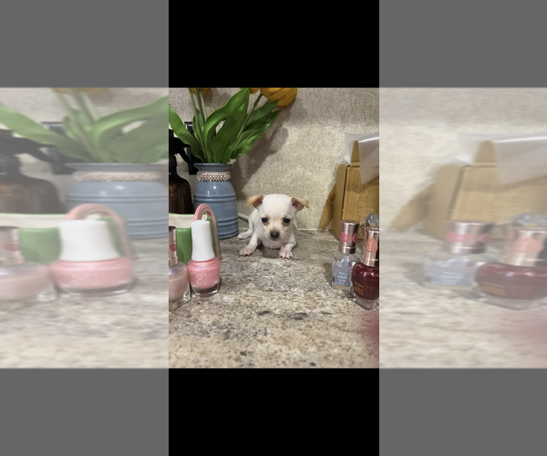 Medium Photo #10 Chihuahua Puppy For Sale in SHERMAN, TX, USA