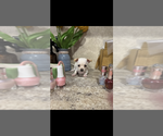 Small #9 Chihuahua