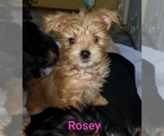 Puppy Puppy 5 Rosey Border Collie
