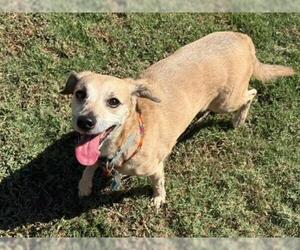Chihuahua-Unknown Mix Dogs for adoption in Tulsa, OK, USA