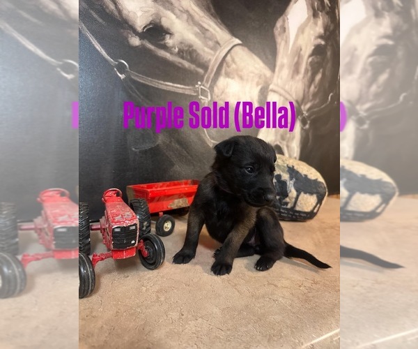 Medium Photo #12 Belgian Malinois Puppy For Sale in MENASHA, WI, USA