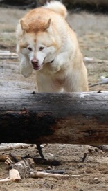 Medium Photo #1 Alaskan Malamute Puppy For Sale in OAKRIDGE, OR, USA