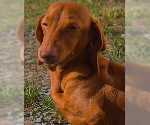 Rosie in TN - Female Dachshund Dog for Adoption