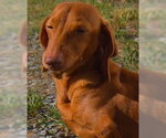 Rosie in TN - Female Dachshund Dog for Adoption - Small photo