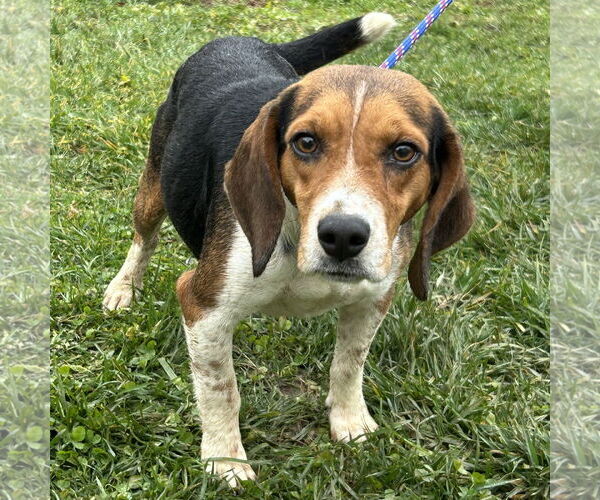Medium Photo #1 Beagle Puppy For Sale in Batavia, OH, USA