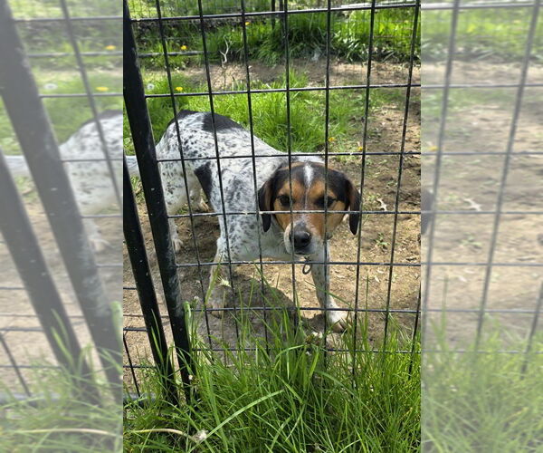 Medium Photo #1 Beagle-Unknown Mix Puppy For Sale in Osgood, IN, USA