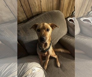 Mutt Dogs for adoption in Holly Springs, NC, USA