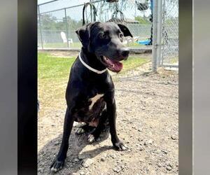 Labrador Retriever Dogs for adoption in Conroe, TX, USA