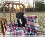 Small Photo #7 Schnoodle (Miniature) Puppy For Sale in NIANGUA, MO, USA