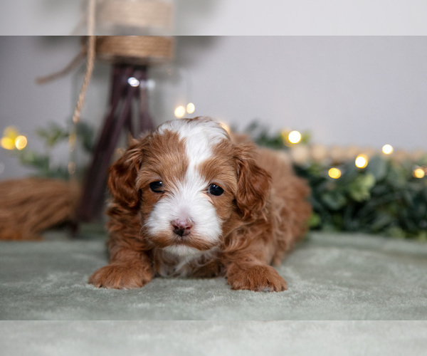 Medium Photo #1 Maltipoo (Toy) Puppy For Sale in GOSHEN, IN, USA