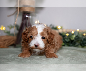 Medium Maltipoo (Toy)