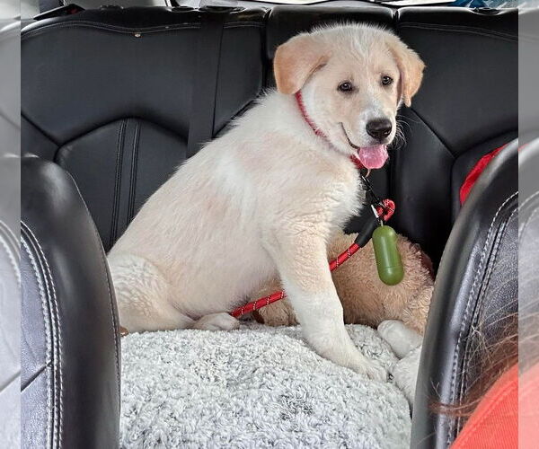 Medium Photo #4 Anatolian Shepherd-Great Pyrenees Mix Puppy For Sale in Houston, TX, USA