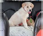 Small #3 Anatolian Shepherd-Great Pyrenees Mix
