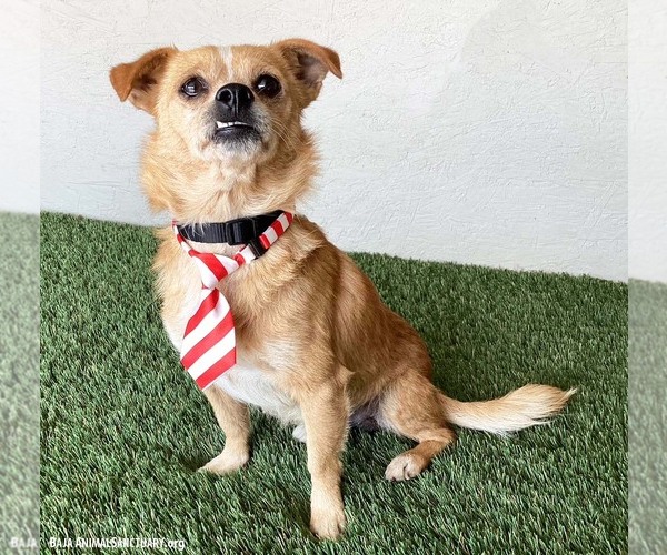 Medium Photo #2 Chihuahua-Unknown Mix Puppy For Sale in San Diego, CA, USA