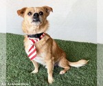 Small #1 Chihuahua Mix