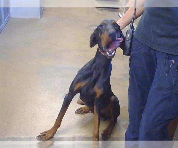 Medium Photo #1 Doberman Pinscher Puppy For Sale in Sacramento, CA, USA