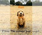 Puppy Ron Poodle (Standard)