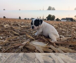 Alapaha Blue Blood Bulldog Puppy for sale in WAYNE CITY, IL, USA