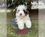 Small Photo #4 Miniature Bernedoodle Puppy For Sale in MIDDLEBURY, IN, USA