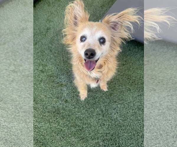 Medium Photo #1 Chihuahua-Unknown Mix Puppy For Sale in Tempe , AZ, USA