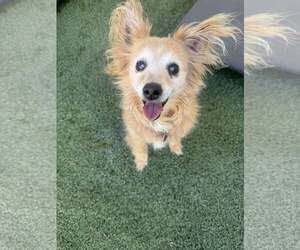 Chihuahua-Unknown Mix Dogs for adoption in Tempe , AZ, USA