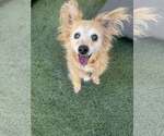 Small Chihuahua Mix