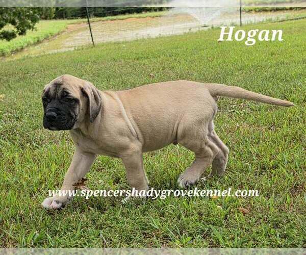 Medium Photo #2 Mastiff Puppy For Sale in CABOOL, MO, USA