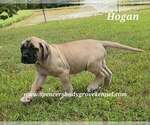 Small #1 Mastiff