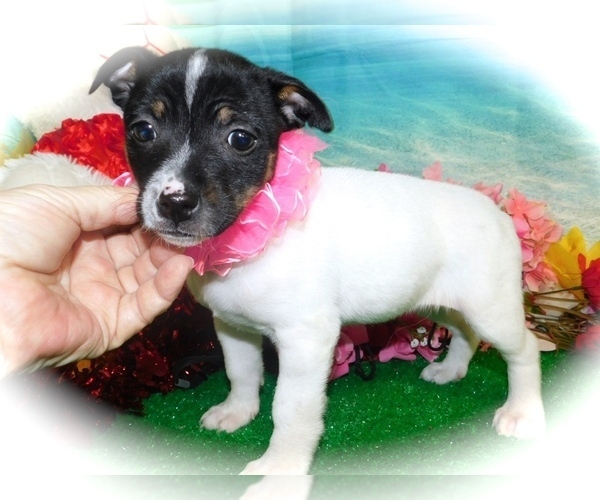 Medium Photo #1 Rat Terrier Puppy For Sale in HAMMOND, IN, USA