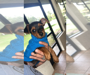 Yorkshire Terrier Puppy for sale in LABELLE, FL, USA