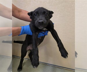 Australian Kelpie-Unknown Mix Dogs for adoption in Placerville, CA, USA