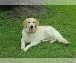 Small #24 English Cream Golden Retriever