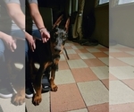 Small Photo #11 Doberman Pinscher Puppy For Sale in PALMDALE, CA, USA