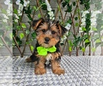 Image preview for Ad Listing. Nickname: Bastian