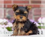 Small #3 Yorkshire Terrier