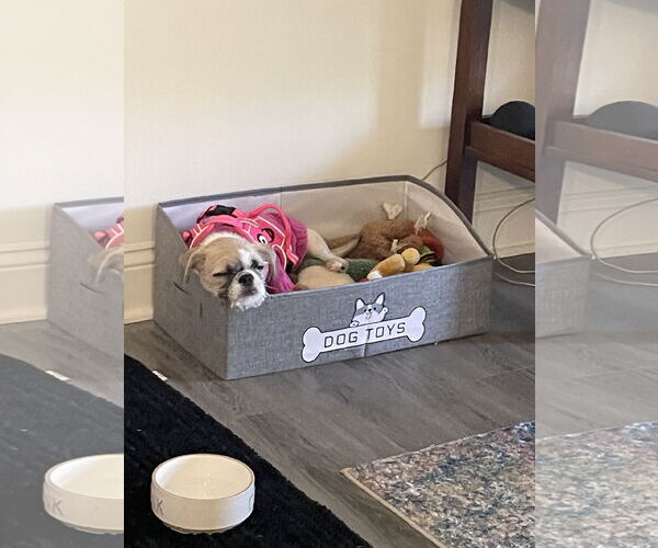Medium Photo #2 Pug-Unknown Mix Puppy For Sale in Holly Springs, NC, USA