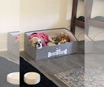 Small #1 Pug Mix