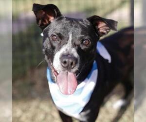 American Staffordshire Terrier-Labrador Retriever Mix Dogs for adoption in San Antonio, TX, USA