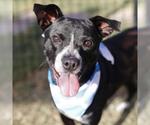 Small American Staffordshire Terrier-Labrador Retriever Mix